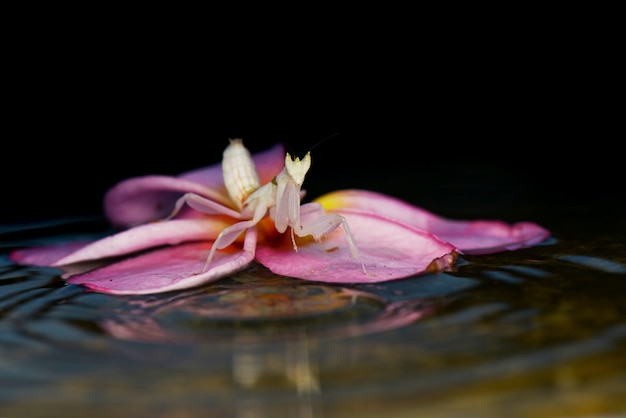 mante orchidée sur l'eau avec fond noir