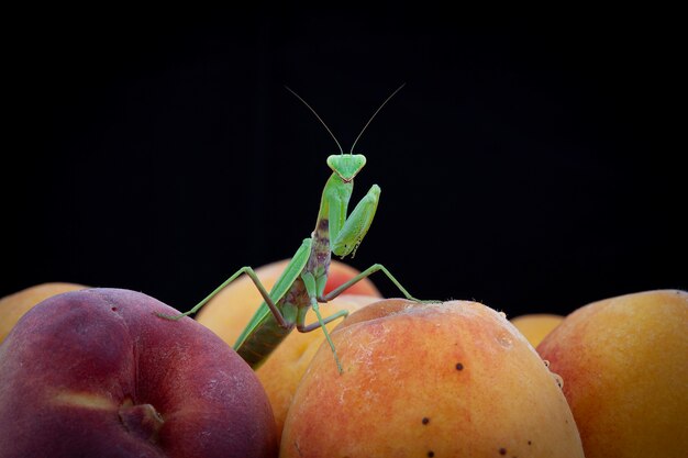 Une mante ordinaire sur des pêches Macrophotographie