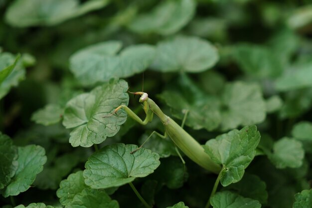 La mante religieuse est assise sur une plante verte.