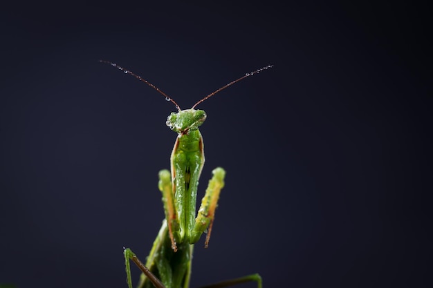 Mante religieuse européenne femelle ou Mantis religiosa close up sur fond sombre