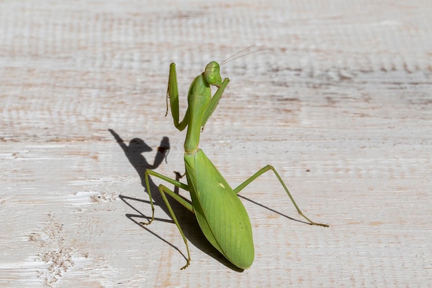 La mante religieuse mantis religiosa close up Island Bali Indonésie