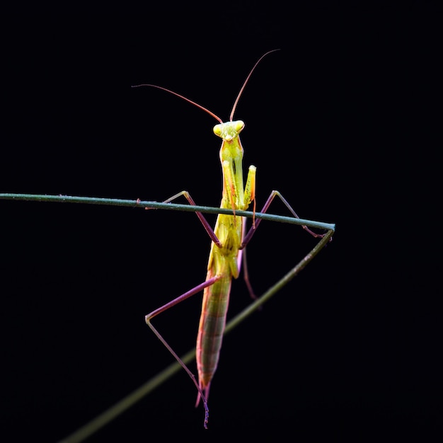 Mante religieuse Mantis religiosa sur fond noir