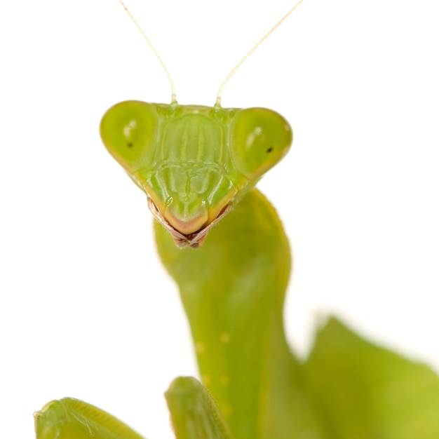 Mante religieuse - Mantis religiosa isolé