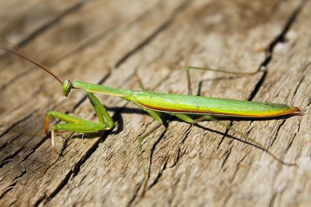 La mante religieuse (Mantis religiosa)