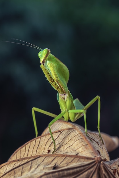 Mante verte sur une branche d'arbre