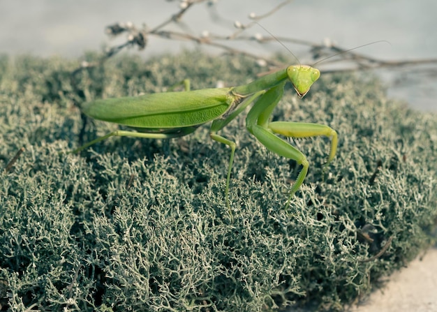 Mante verte sur fond naturel.