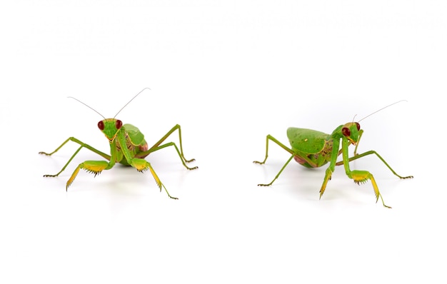 Mante verte se dresse sur un blanc