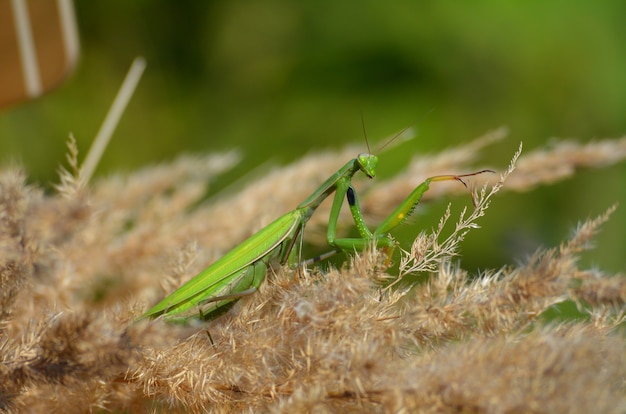 Photo mante verte se prélassant au soleil