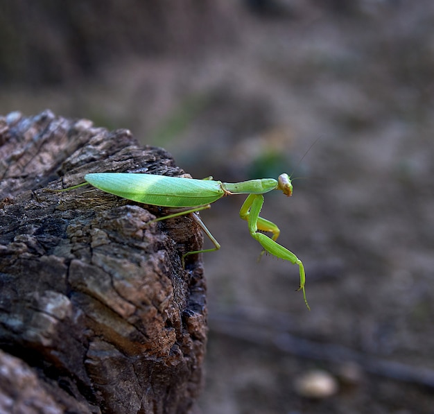 Mante verte sur un tronc