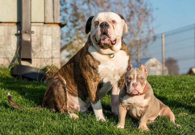 Manteau bringé chien bouledogue américain et chiot américain bully à l'extérieur