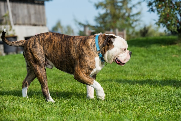 Manteau bringé chien bouledogue américain garde la maison