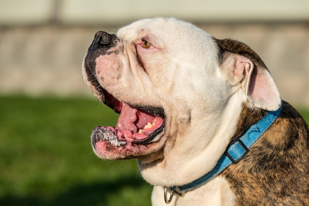 Manteau de tigre portrait de chien American Bulldog à l'extérieur