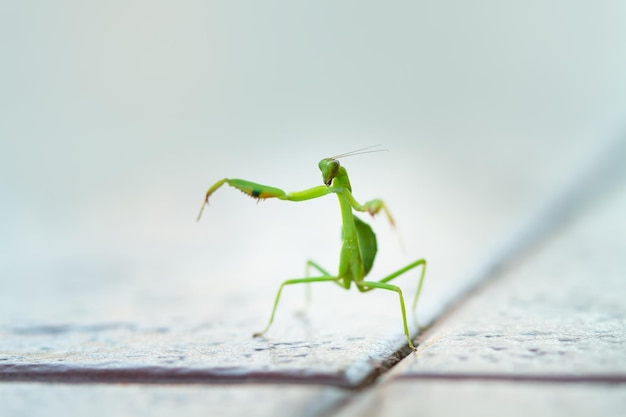 La mantie priante debout avec les deux jambes levées