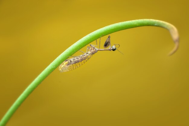 Mantis Fly sur des brindilles en fond vert