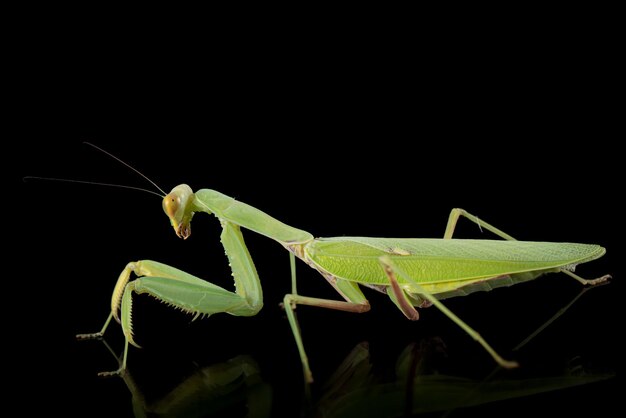 Mantis ordinaire ou mantis religieuse isolée sur fond noir