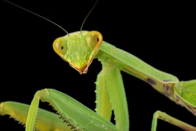 Mantis ordinaire ou mantis religieuse isolée sur fond noir