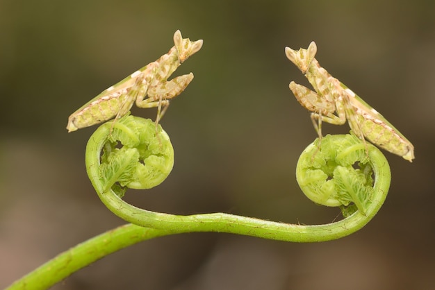 Mantis sur la plante