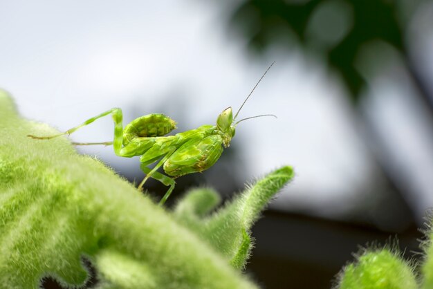 Mantis vert se tenir sur une feuille verte