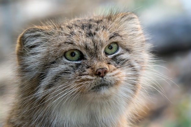 Manul ou chat de Pallas Otocolobus manul mignon chat sauvage d'Asie