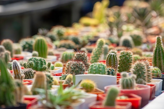 Many Small Cactus Pour plante décorative sur table.