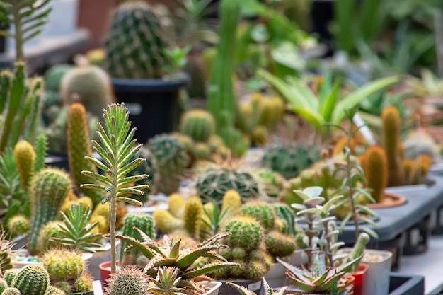 Many Small Cactus Pour plante décorative sur table.