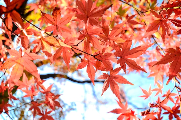 Maple Tree Garden en automne. Feuilles d&#39;érable rouge en automne.