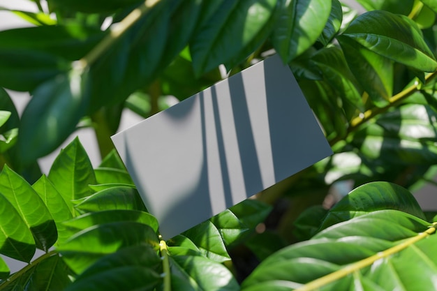 Photo maquette de carte de visite dans une plante verte pour la présentation de la marque de conception