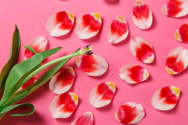 Maquette élégante féminine avec fleur de tulipe, pétales. Copiez l'espace pour votre conception, pour les mariages, les invitations, les blogs, les cartes. Vue aérienne de dessus. Pétales rouges à plat, fleur de tulipe blanche sur fond rose.