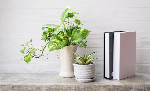 Maquette de livre noir et blanc plante serpent et plante d'intérieur Bétel tacheté ou monstera indigène australien dans un vase blanc