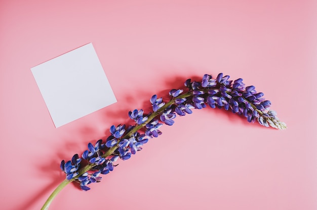 Maquette de note de carte de papier blanc vierge pour texte avec cadre en lupin de fleur de couleur lilas bleu en pleine floraison sur fond rose à plat. espace pour le texte