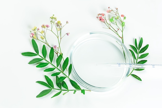 Maquette pour les cosmétiques biologiques ou la médecine alternative. Boîtes de Pétri avec feuilles vertes et pipette