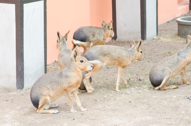 Mara de Patagonie - (Dolichotis patagonum)