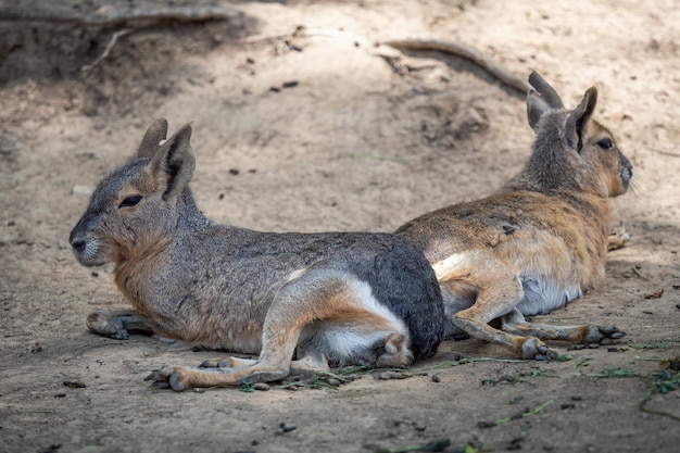 Mara de Patagonie reposant sur le champ Dolichotis patagonum