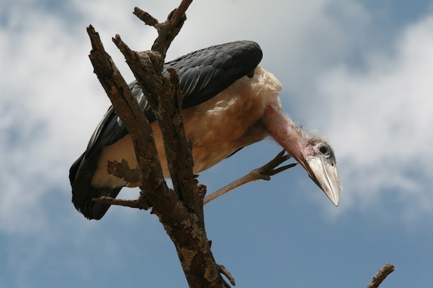 Marabou stork regarde vers le bas, assis sur une branche de bois sec, Parc National du Serengeti, Tanzanie.