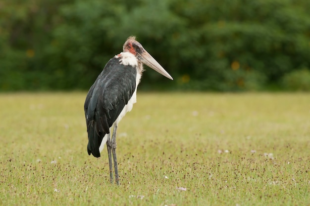 Marabou Stork