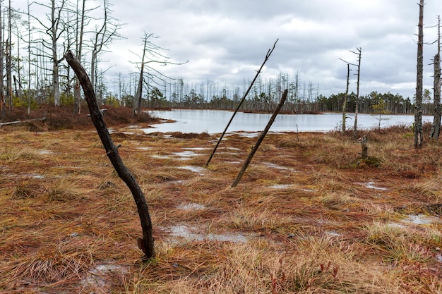 Un marais avec des arbres et un ciel nuageux