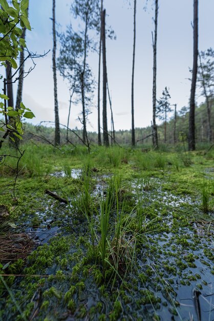 Le marais dans la forêt à côté du lac