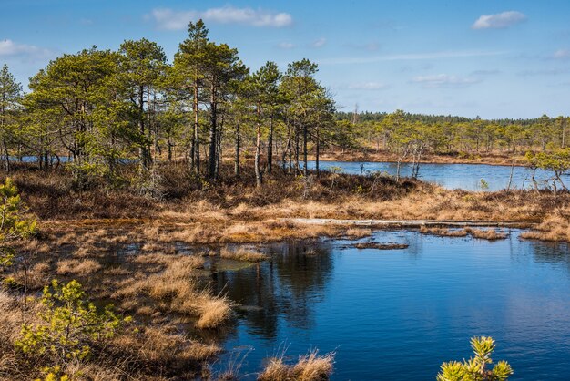 Marais dans le parc national de Kemeri, Lettonie, Europe