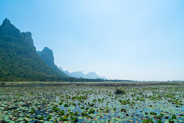 Marais d'eau douce de Sam Roi Yot ou parc national de Bueng Bua Khao Sam Roi Yot en Thaïlande