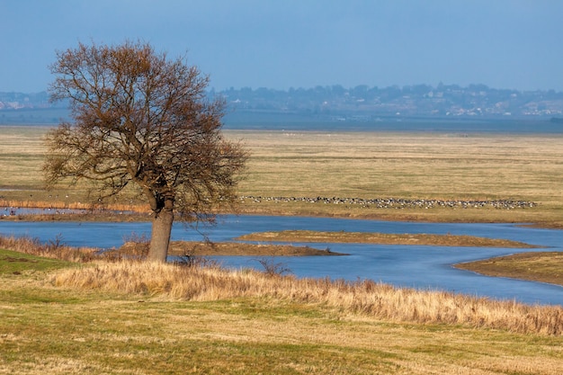 Les marais d'Elmley baignés de soleil doré de janvier