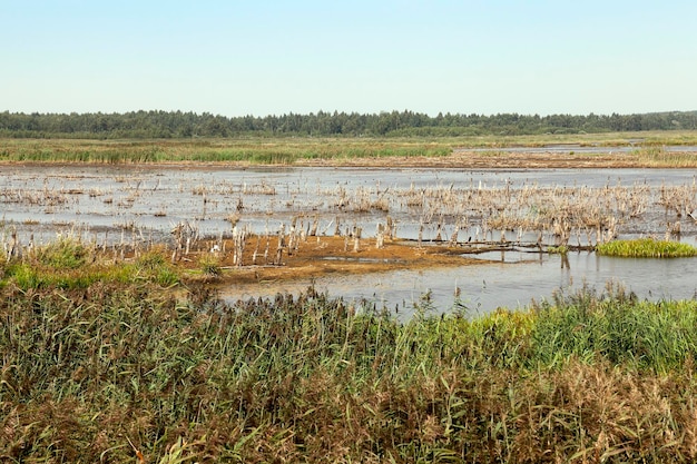 Marais la fin de l'été