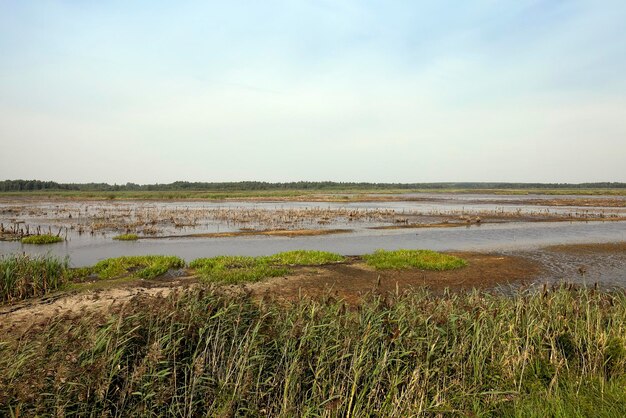 Marais la fin de l'été