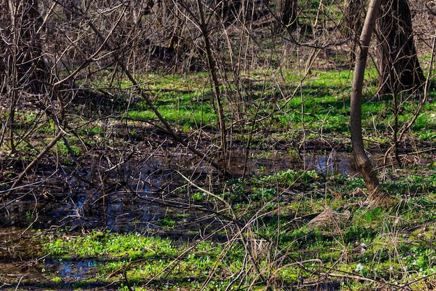 Marais en forêt