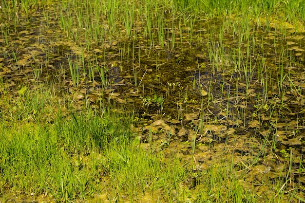 Marais herbeux avec eau stagnante