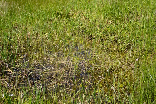 Marais herbeux avec eau stagnante