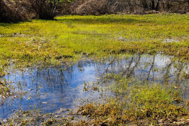 Marais herbeux avec eau stagnante