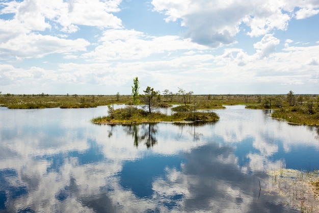 Les marais. Les marais biélorusses sont les poumons de l'Europe. Réserve écologique Yelnya. photo de haute qualité