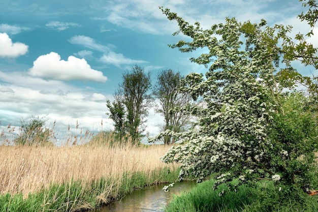 Marais naturel au printemps Herbe fraîche et buisson d'aubépine en fleurs par un ruisseau avec réflexion