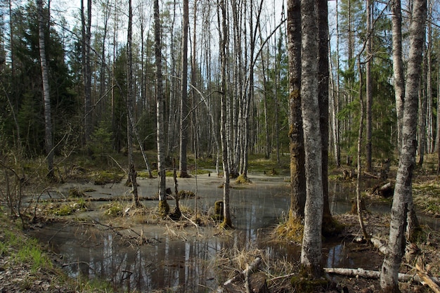 Un marais pittoresque dans la forêt au bord de la route.