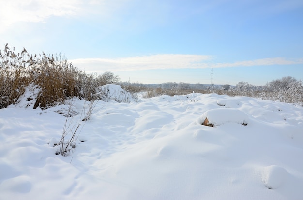 Marais sauvage enneigé avec beaucoup de roseaux jaunes, recouvert d&#39;une couche de neige